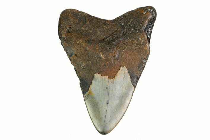 Bargain, Fossil Megalodon Tooth - North Carolina #153020